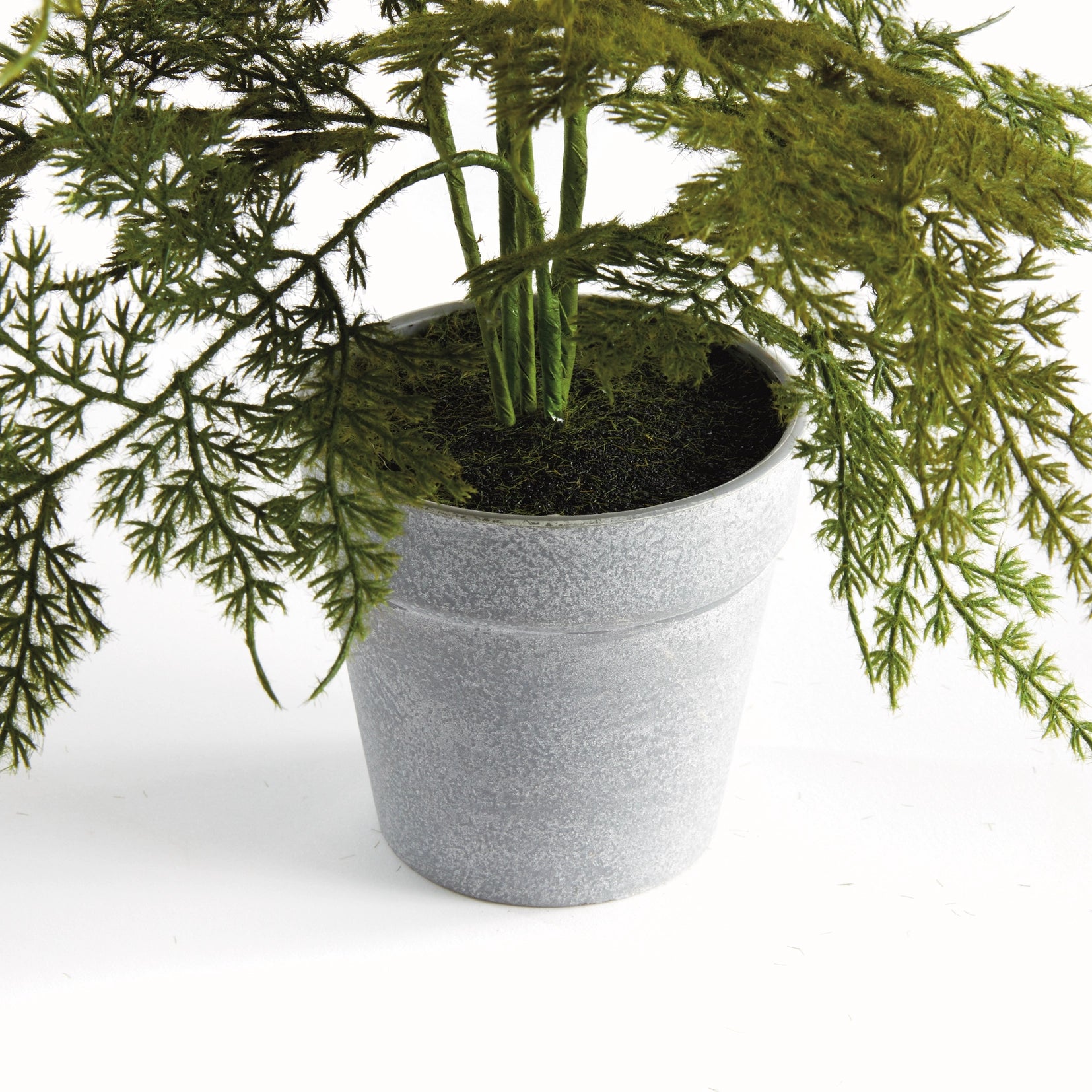 Plumosa Fern Drop-in 13"
